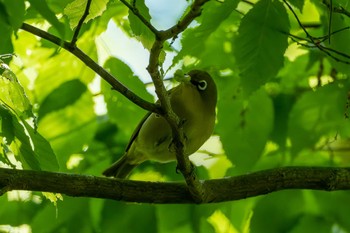 Warbling White-eye 雨引観音 Tue, 5/2/2023