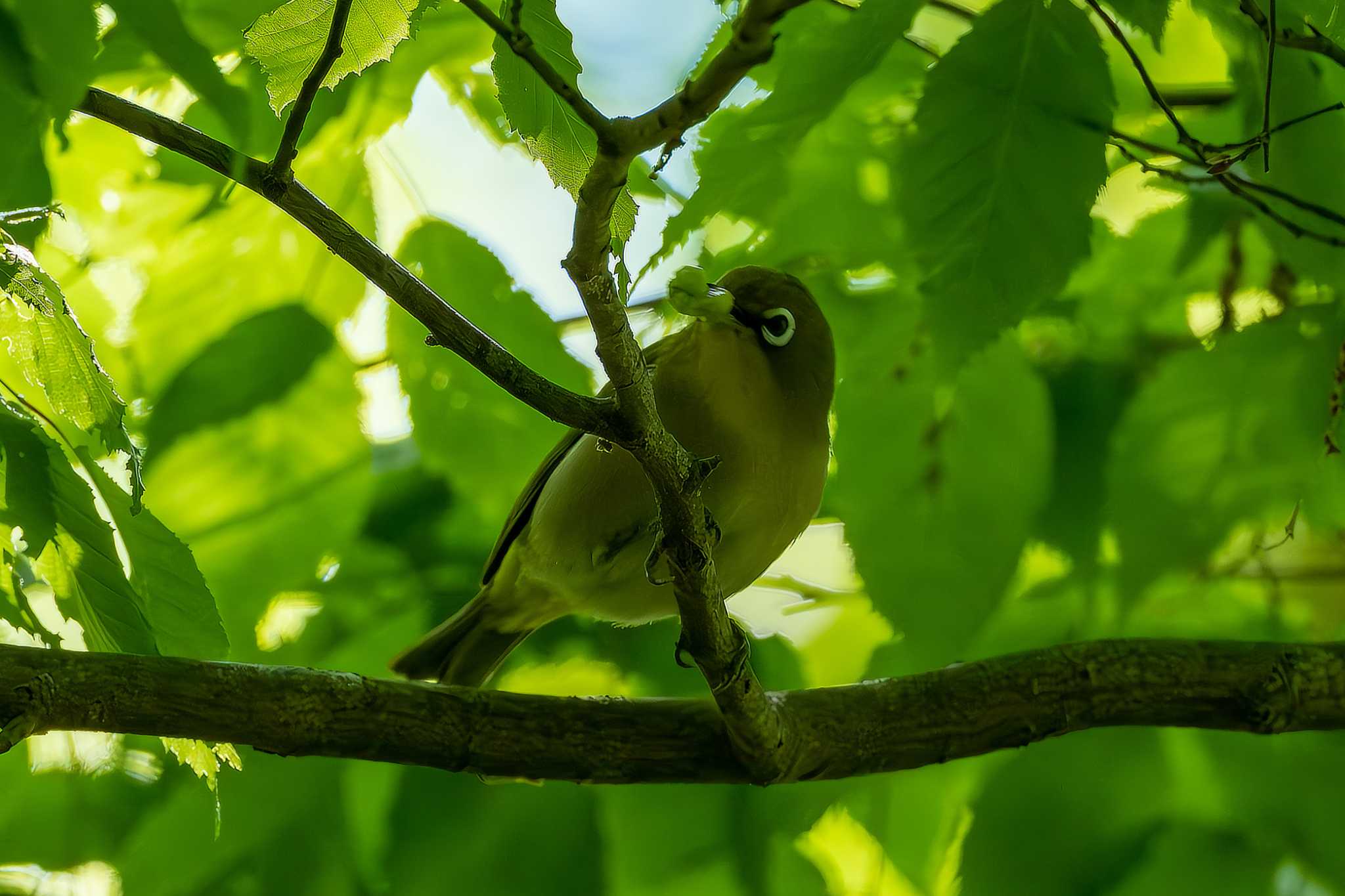 Warbling White-eye