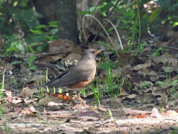 Brown-headed Thrush 金ヶ崎公園(明石市) Tue, 5/2/2023