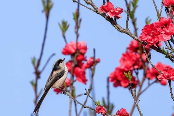 エナガ 馬見丘陵公園 2023年3月30日(木)