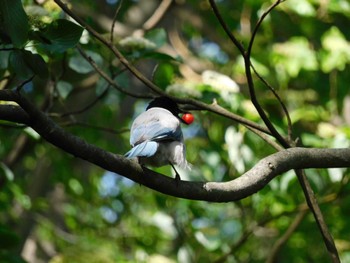 2023年5月2日(火) 航空公園の野鳥観察記録