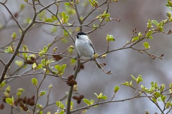 コガラ 青葉公園(千歳市) 2023年4月29日(土)