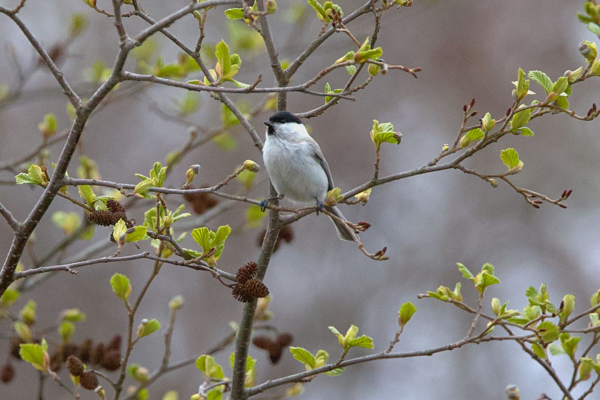 Willow Tit