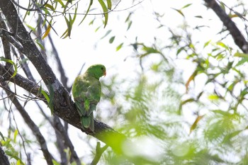 Scaly-breasted Lorikeet Lake Mitchell (Cairns) Sat, 5/5/2018