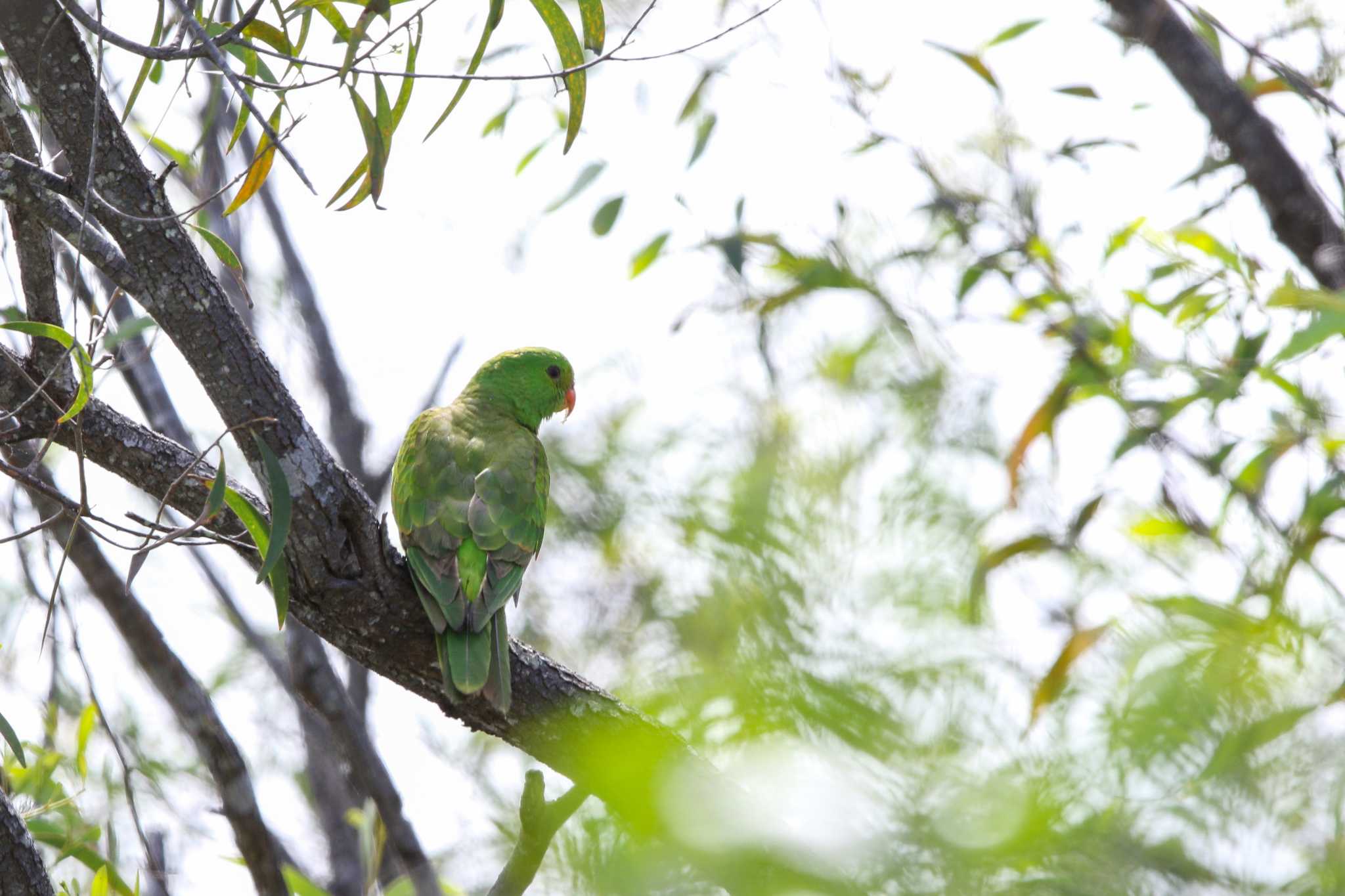 Scaly-breasted Lorikeet