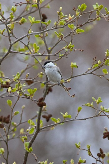 2023年4月29日(土) 青葉公園(千歳市)の野鳥観察記録