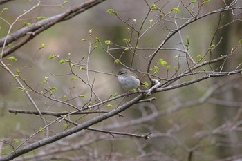 ウグイス 青葉公園(千歳市) 2023年4月29日(土)