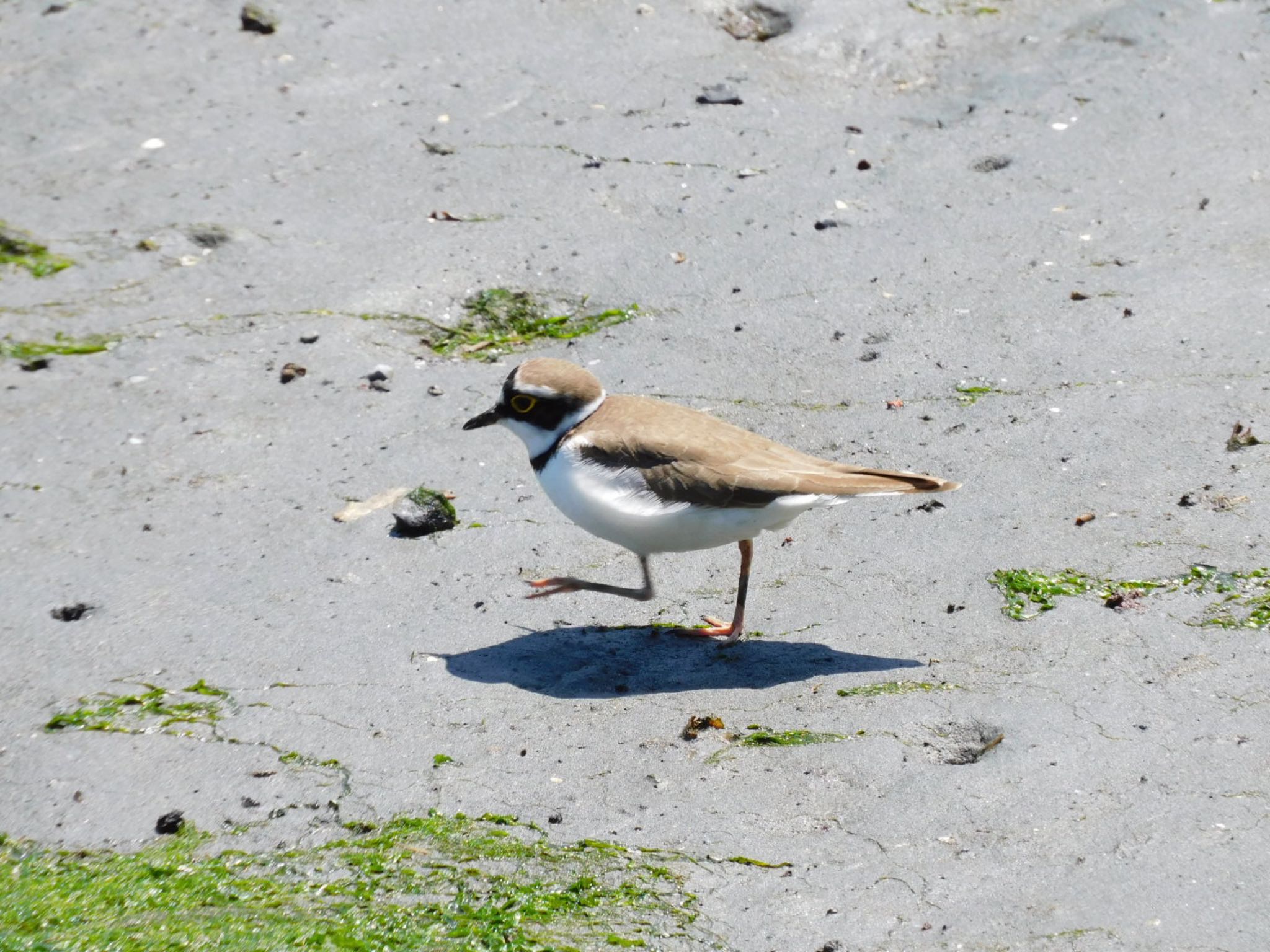 Photo of Little Ringed Plover at Tokyo Port Wild Bird Park by 杜鵑