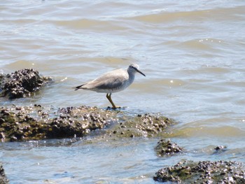 Grey-tailed Tattler Tokyo Port Wild Bird Park Tue, 5/2/2023