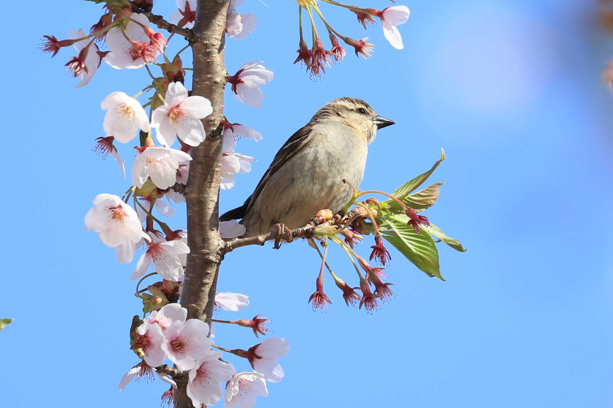 ニュウナイスズメ　♀ by 野鳥好き