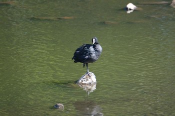 Eurasian Coot 門池公園(沼津市) Tue, 5/2/2023