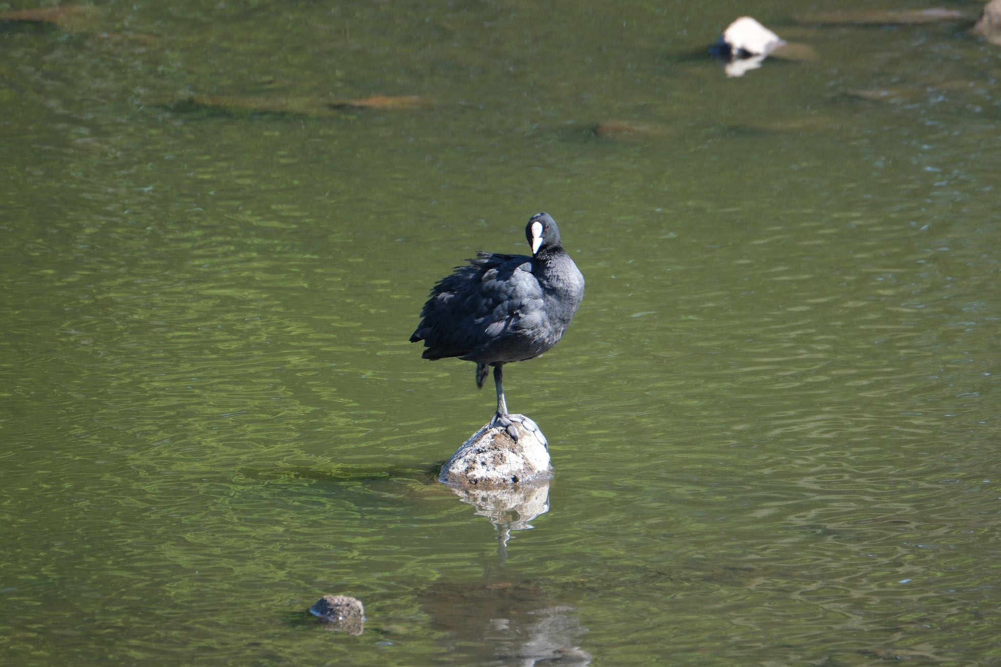 Photo of Eurasian Coot at 門池公園(沼津市) by ポン介