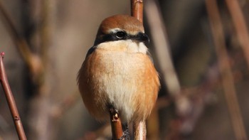 モズ 葛西臨海公園 2023年1月26日(木)