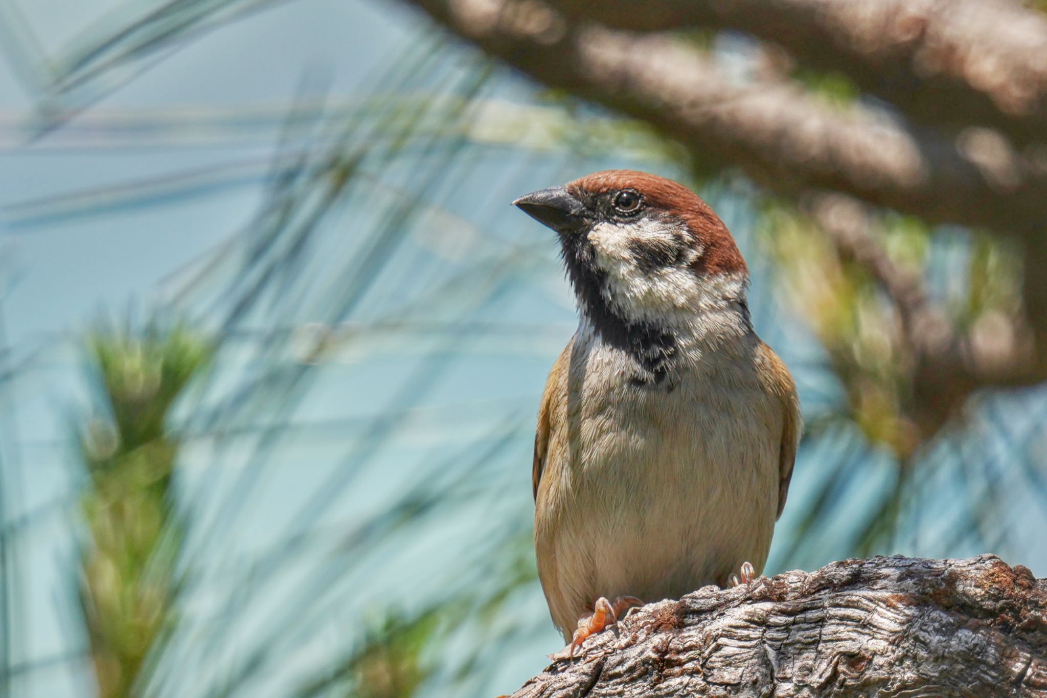 Photo of Eurasian Tree Sparrow at 旧芝離宮恩賜庭園 by アポちん