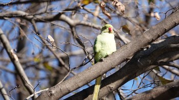 ワカケホンセイインコ 上野公園 2022年12月29日(木)