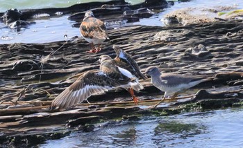 2023年5月2日(火) 境川河口の野鳥観察記録