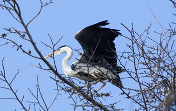 Grey Heron 篠路五ノ戸の森緑地 Sun, 4/23/2023