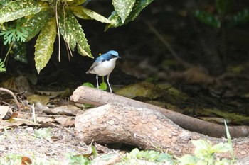 Siberian Blue Robin 庄内緑地公園 Sat, 4/29/2023