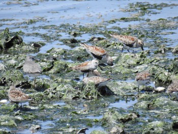 2023年5月2日(火) 谷津干潟の野鳥観察記録