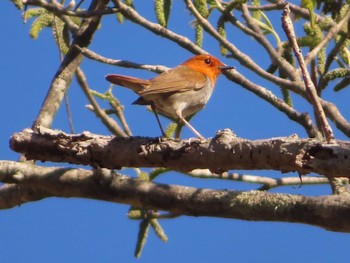 2023年5月2日(火) 柳沢峠の野鳥観察記録