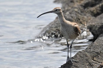 チュウシャクシギ ふなばし三番瀬海浜公園 2023年4月17日(月)