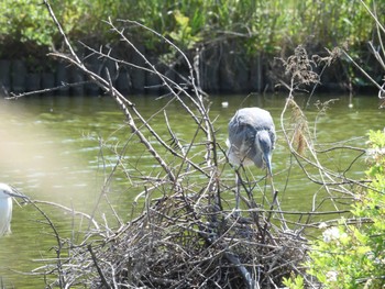 Grey Heron 打上川治水緑地 Tue, 5/2/2023