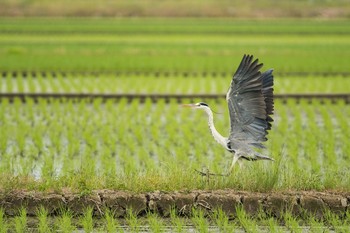 アオサギ 場所が不明 2018年6月10日(日)