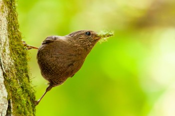 Eurasian Wren 福岡県添田町 Tue, 5/2/2023