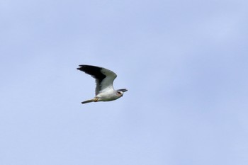 Black-winged Kite Ishigaki Island Sun, 6/3/2018