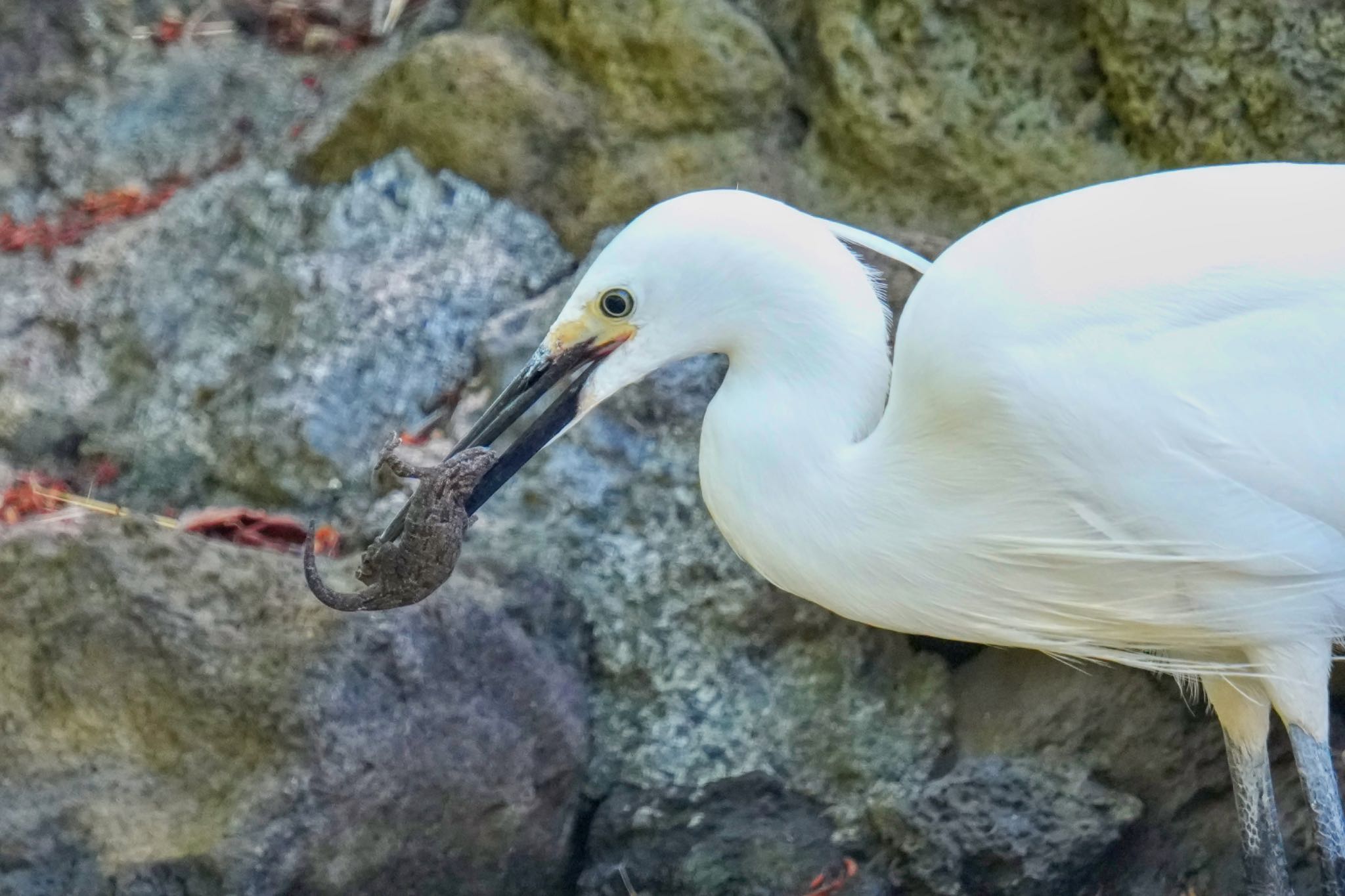 Photo of Little Egret at 旧芝離宮恩賜庭園 by アポちん