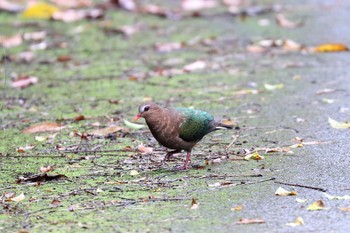 Common Emerald Dove Ishigaki Island Sun, 6/3/2018