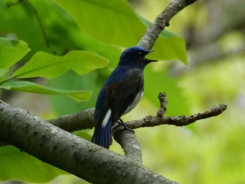 Blue-and-white Flycatcher Saitama Prefecture Forest Park Mon, 5/1/2023