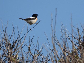 Amur Stonechat ワッカ原生花園 Tue, 5/2/2023