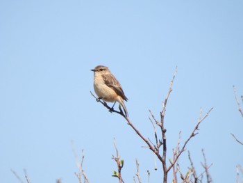 2023年5月2日(火) 小清水原生花園の野鳥観察記録