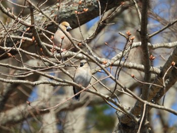 2023年5月2日(火) 養老牛の野鳥観察記録