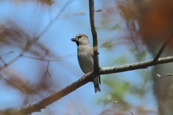 Hawfinch 青森県十和田市 Mon, 5/1/2023