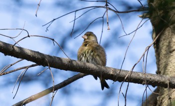 Grey-capped Greenfinch 篠路五ノ戸の森緑地 Sun, 4/23/2023