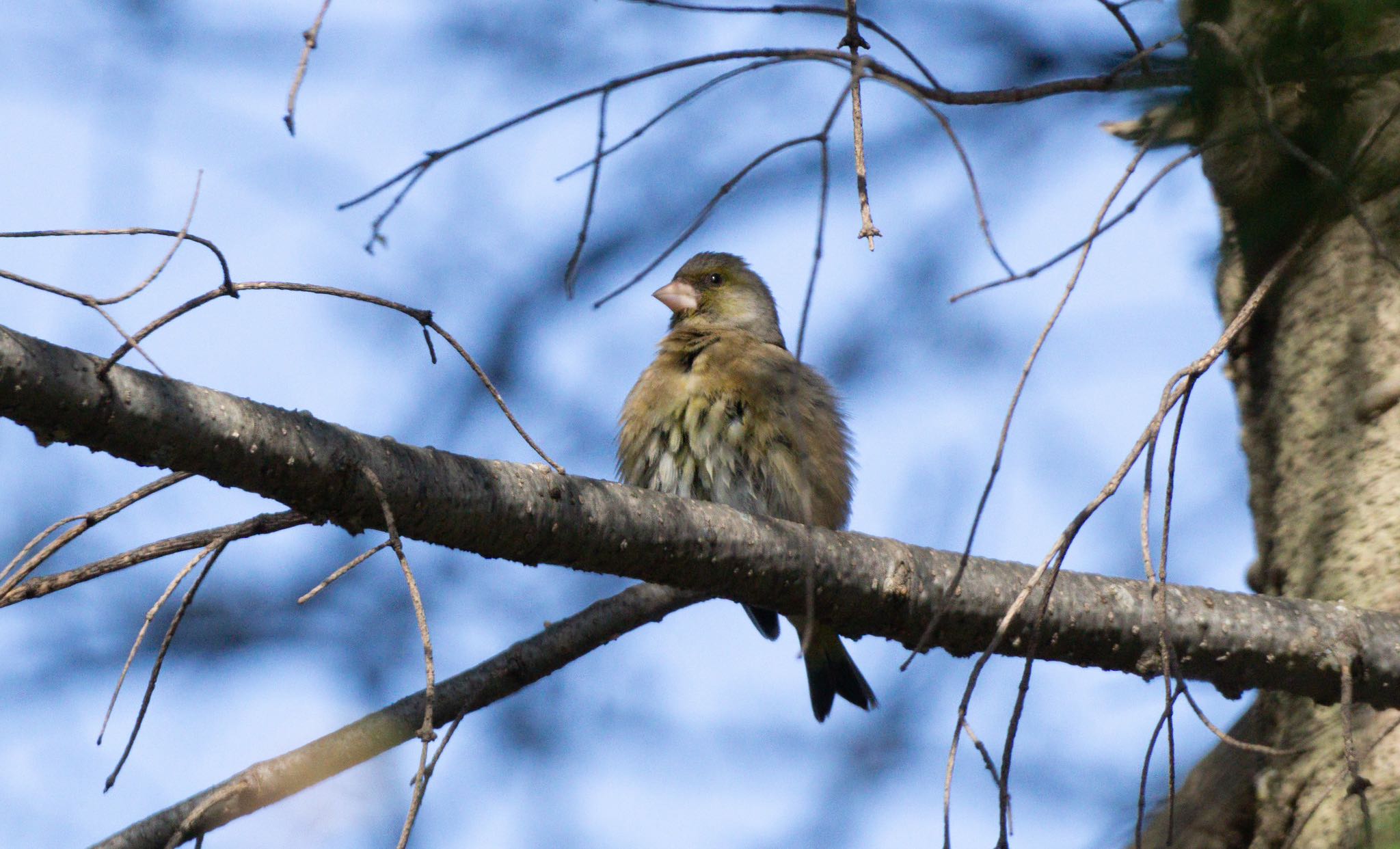 Photo of Grey-capped Greenfinch at 篠路五ノ戸の森緑地 by マルCU