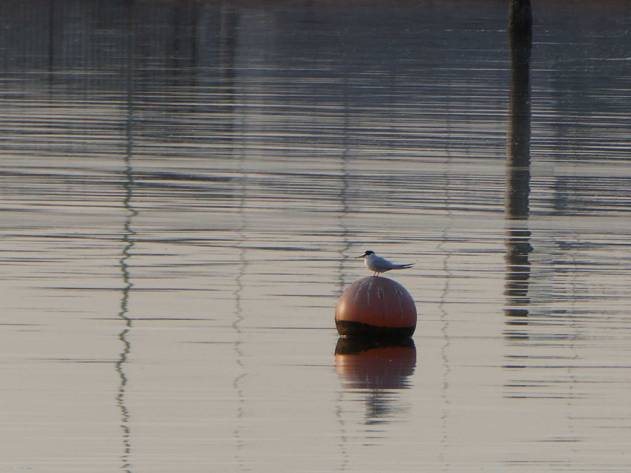 Little Tern