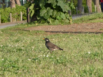 White-cheeked Starling 大森ふるさとの浜辺公園 Wed, 5/3/2023