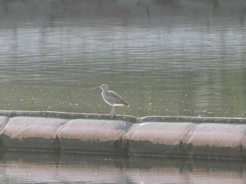 2023年5月3日(水) 大森ふるさとの浜辺公園の野鳥観察記録