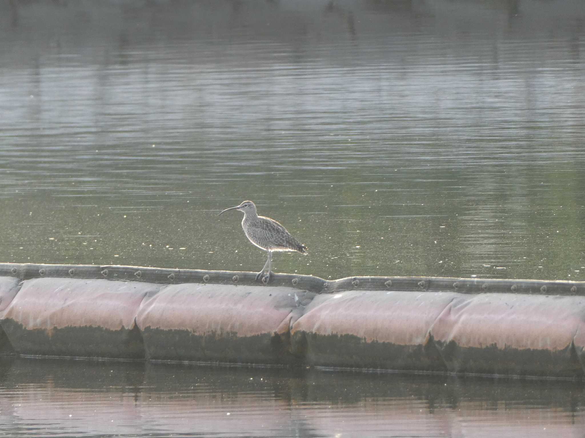 Eurasian Whimbrel