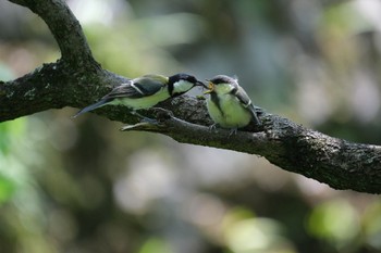 Japanese Tit 源兵衛川 Tue, 5/2/2023