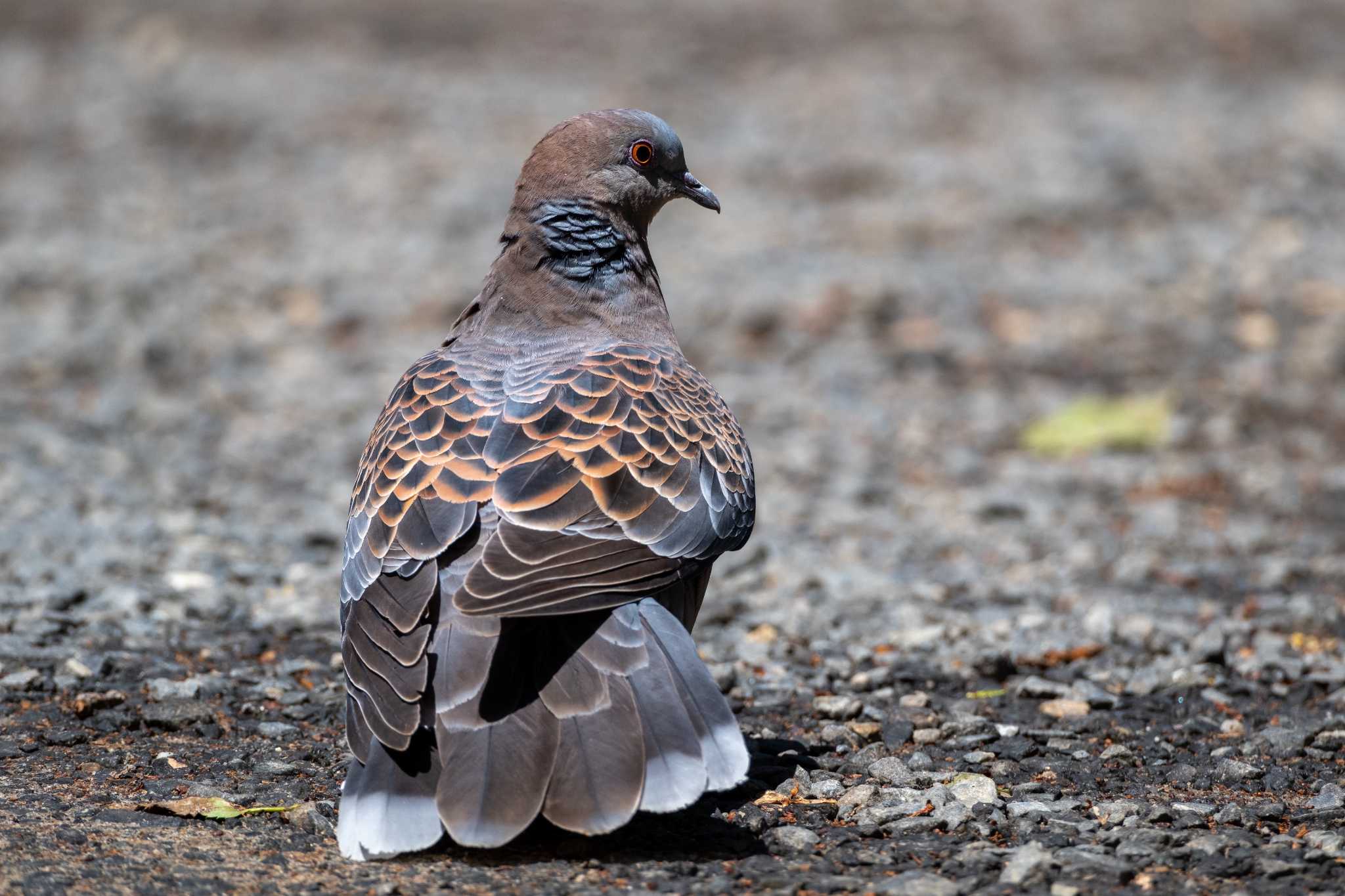 Oriental Turtle Dove