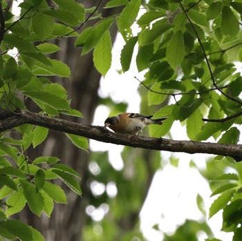 Brambling 福島市小鳥の森 Tue, 5/2/2023