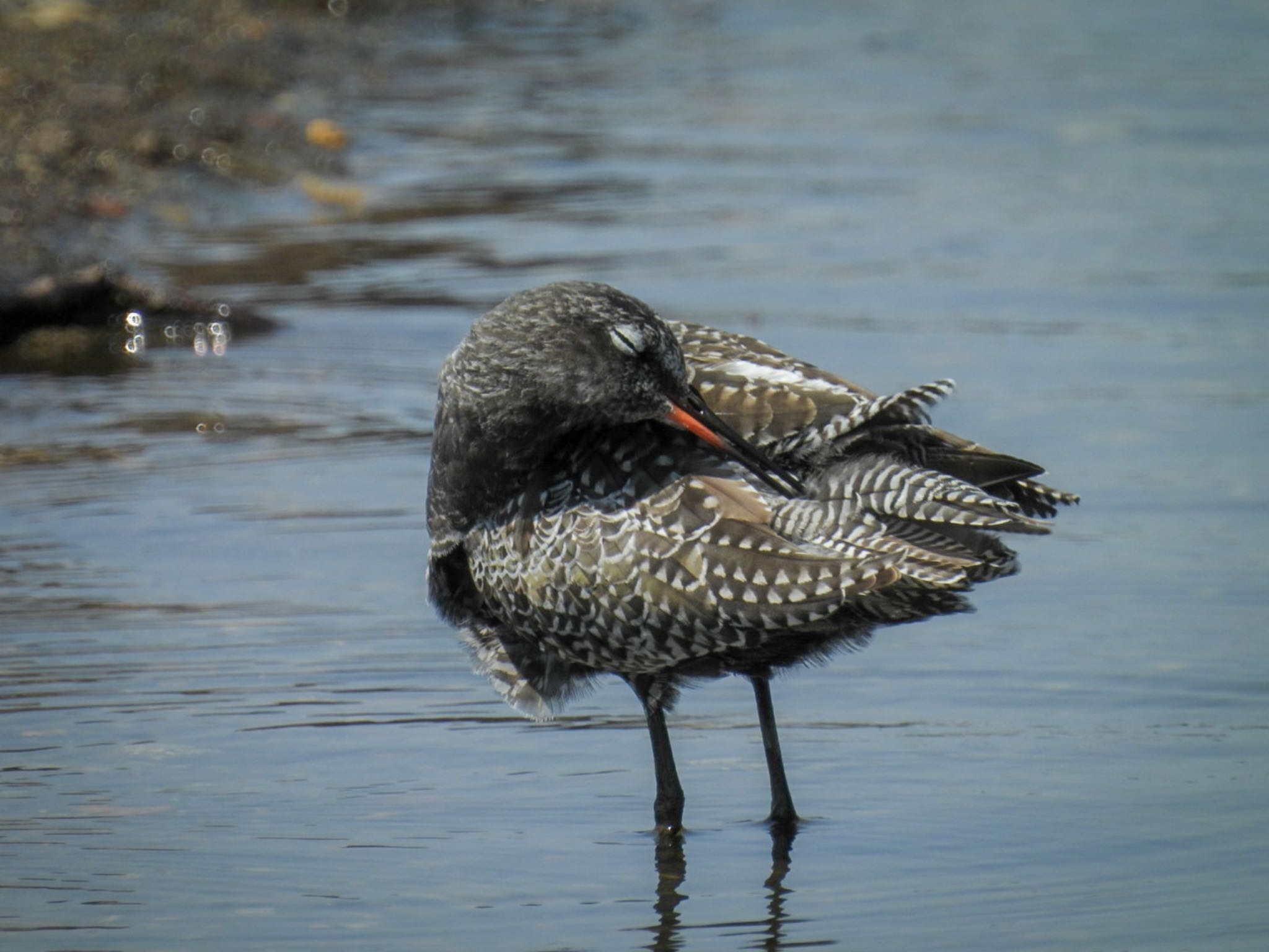 Photo of Spotted Redshank at 瓢湖 by ぽちゃっこ