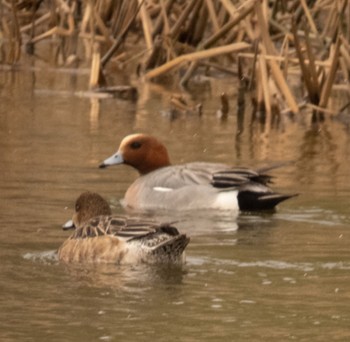 Eurasian Wigeon 東屯田遊水地 Sun, 4/23/2023