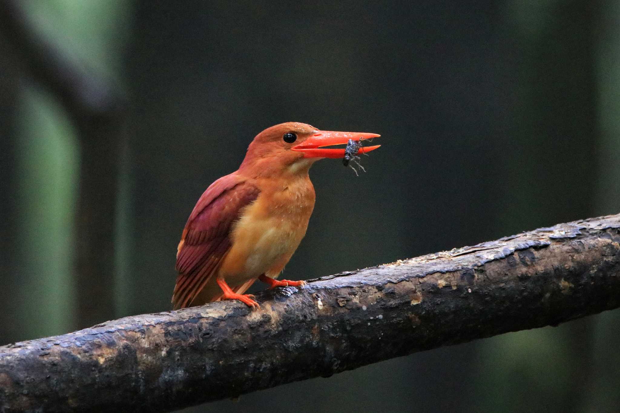 Photo of Ruddy Kingfisher at 御池野鳥の森 by とみやん