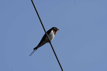 Barn Swallow 倉敷市藤戸町 Wed, 5/3/2023