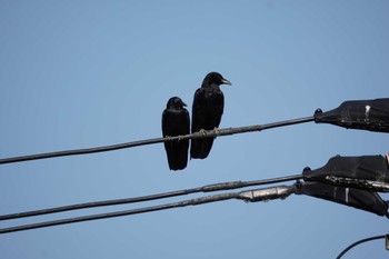 Large-billed Crow 倉敷市藤戸町 Wed, 5/3/2023